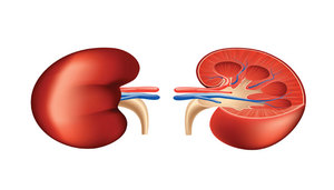Kidney failures doubled in 15 years in India (c) Zee News